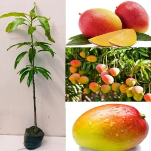 Mango Plants