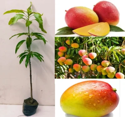 Puspita Nursery Gulab Khas Mango Plant – Puspita Nursery