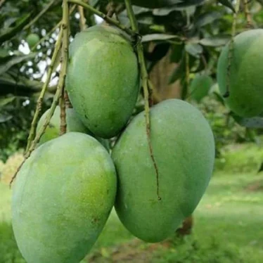 Puspita Nursery Khas-ul Khas Mango Plant – Puspita Nursery