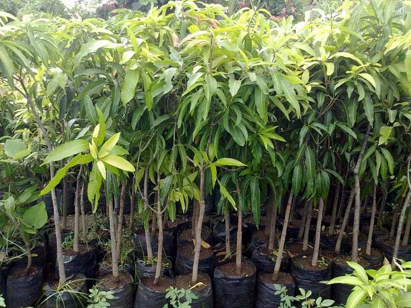Himsagar Mango Sweet Malda Fruit Plant - Image 4