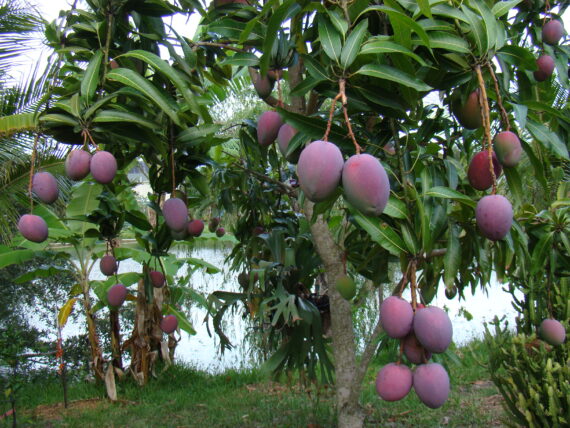 Puspita Nursery Rare Arunika Mango Blue Mango Plant