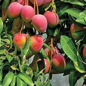 Puspita Nursery Red Palmer Mango Plant