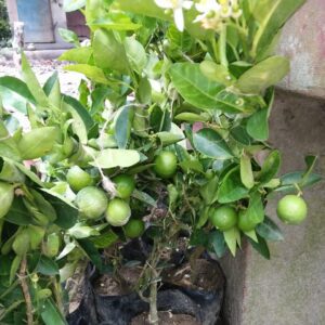 Kolkata Pati Lemon Nimbu Lemon Tree