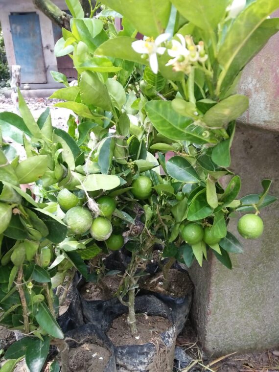 Kolkata Pati Lemon Nimbu Lemon Tree