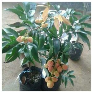 Puspita Nursery Chaina 3 Litchi Fruit plant