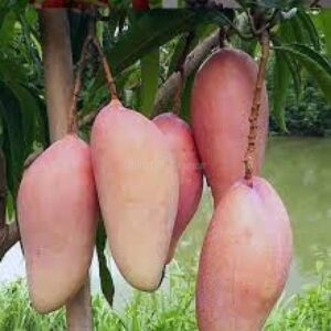 Puspita Nursery Chiang Mai Mango Plant