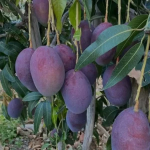 Puspita Nursery Rare Arunika Mango Blue Mango Plant