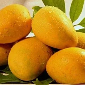 Puspita Nursery Rani Pasand Mango Plant (Grafted)