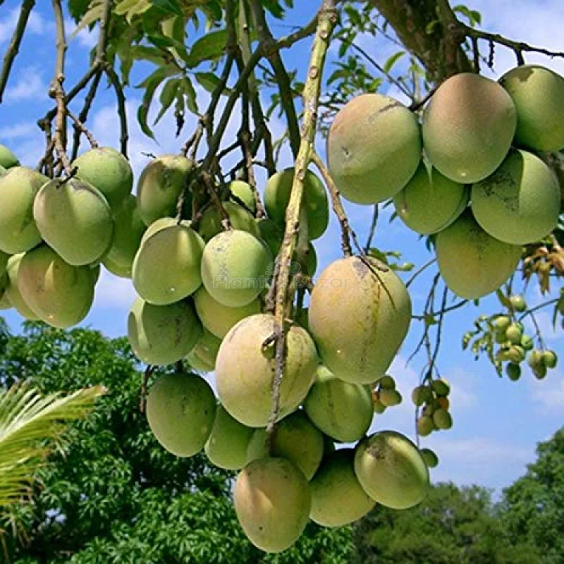 Himsagar Mango Sweet Malda Fruit Plant - Image 5