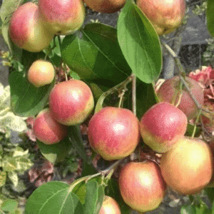 Puspita Nursery "Kashmiri Apple Ber Plant – Grafted, All Season Fruiting for Home Gardens"