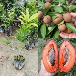 Thai Chiku (Sapota) Grafted Fruit Plant