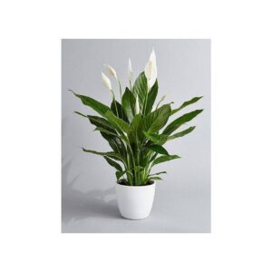 Peace Lily, Spathiphyllum - Plant