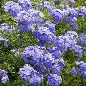 Plumbago (Blue) - Plant