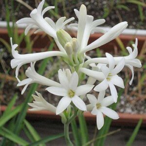 Rajnigandha, Tuberose - Plant