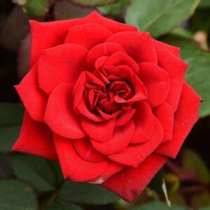 Rose (Red) - Plant