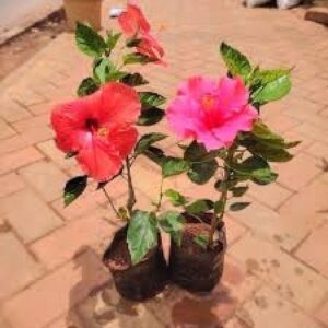 Set Of 2 Vibrant Hibiscus Plants For Your Garden