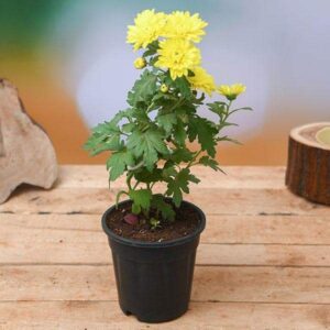 Shevanti, Chrysanthemum (Any Color) - Plant