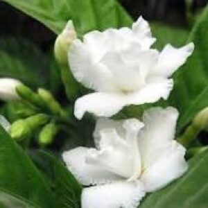 Tagar Double - Plant