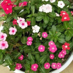 Vinca, Catharanthus Roseus (Any Color) - Plant
