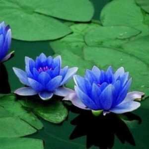 Water Lily, Nymphae Nouchali (Blue) - Plant