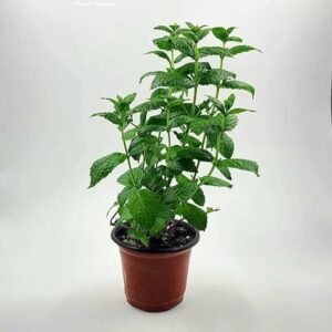 MINT(PUDINA)PLANT