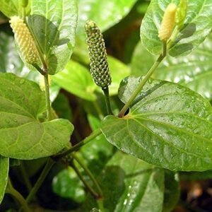 Puspita Nursery Peepal Plant Good For Health