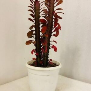 Puspita Nursery Real Variety Red Mansa Plant