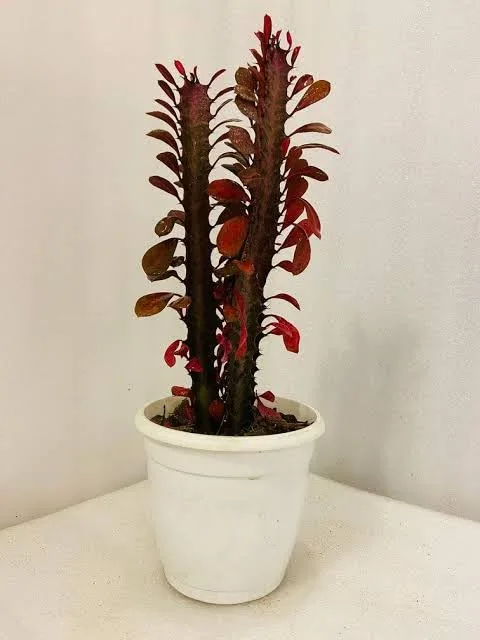 Puspita Nursery Real Variety Red Mansa Plant