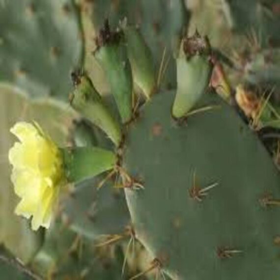 Puspita Nursery Foni Monosa Plant