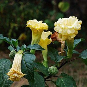 Puspita Nursery Yellow Datura Plant