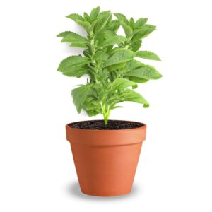 Puspita Nursery Stevia Live Plant Sugar Free Plant Medicinal and Herbs Plant