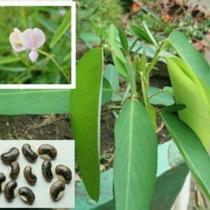 Puspita Nursery Telegraph Plant, Codariocalyx motorius