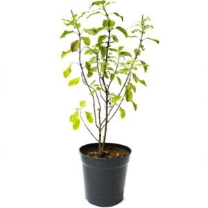 Puspita Nursery Ram Tulsi Light Holy Basil Ocimum Sanctum Living Plant