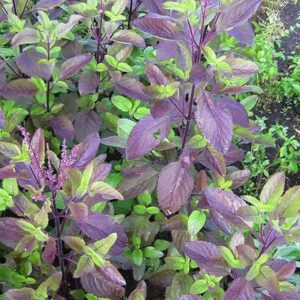 Puspita Nursery Herbal Krishna Black Tulsi Live Plant with Pot Medicinal (Tulsi Black)