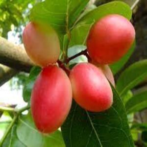 SWEET KARUNDA(KARAMCHA)FRUIT PLANT