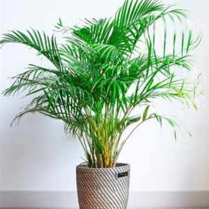 Areca Palm (Small) - Plant