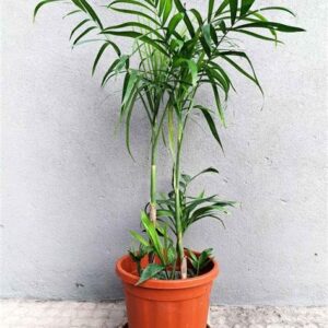 Puspita Nursery Bambosa Bamboos Live Plant
