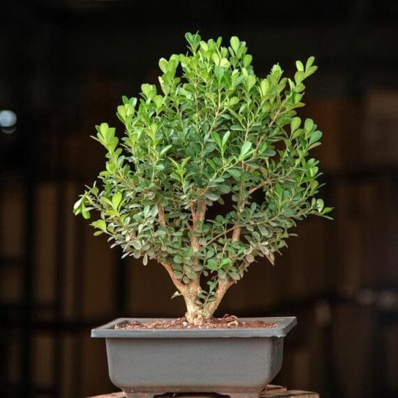 Puspita Nursery Boxwood Bonsai - Plant