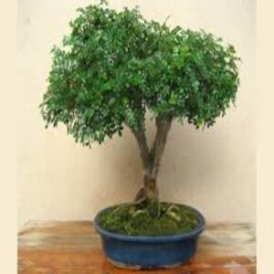Chinese Pepper Bonsai - Plant