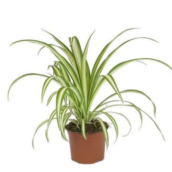 Puspita Nursery Chlorophytum Spider Plant