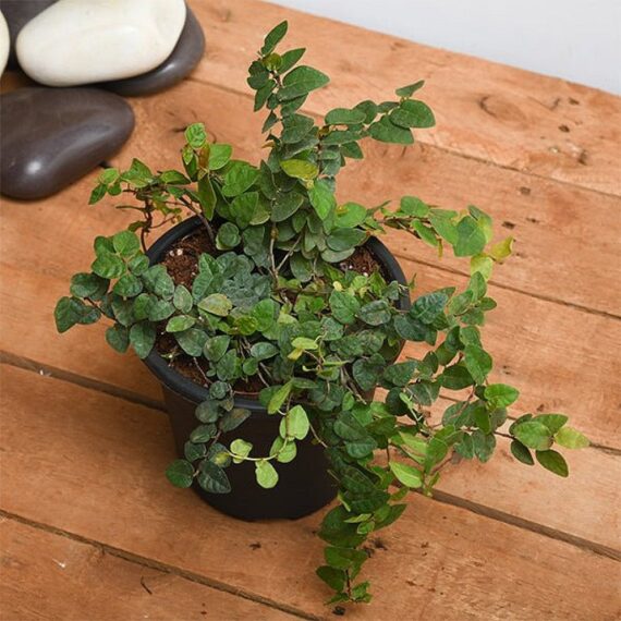 Creeping Fig Plant, Ficus Pumila - Plant