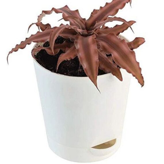 Cryptanthus Brown - Earth Star Plant With Pot