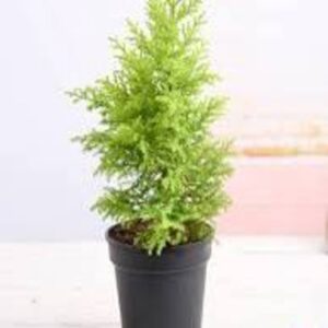 Cypress Golden - Plant