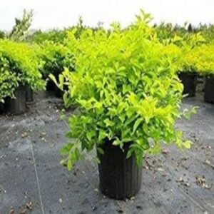 Puspita Nursery Duranta Golden - Plant