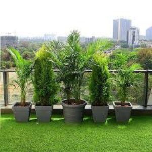 Evergreen Plants For Terrace Garden