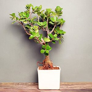 Puspita Nursery Ficus Iceland Bonsai - Plant
