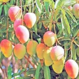 Puspita Nursery Rajbhog Mango Plant (Grafted)