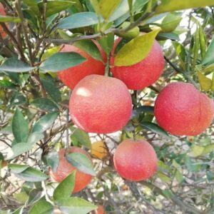 Red Lemon- Fruit Plants