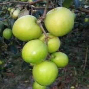 Thai variety All Time Green Apple Ber Plant