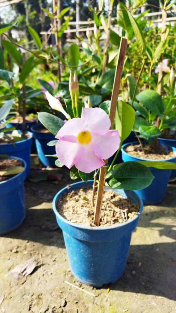 Allamanda flower light pink plants